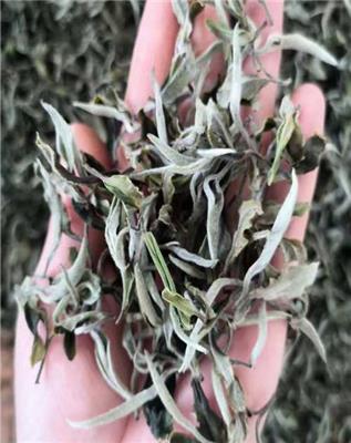 白茶加工