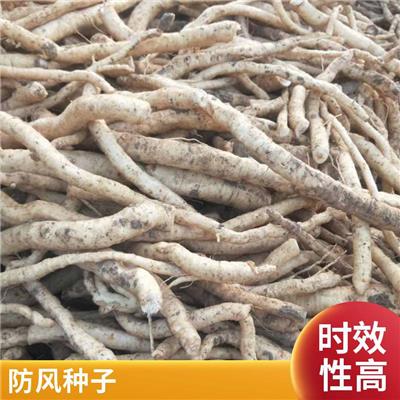 防风种子种苗 传统中药材 秋冬春种 不怕寒冷酷暑 培育