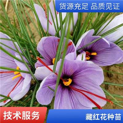 中药材藏红花苗 药用种苗种植基地 喜阳地栽 五方九如
