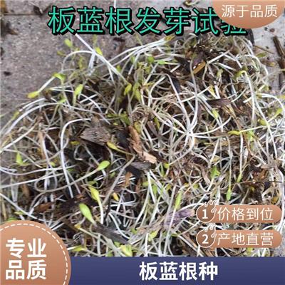 板蓝根种子品种 喜光喜肥 五方九如 生命力顽强发芽率高