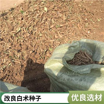 白术种苗 白术种子种植技术 五方九如种苗基地