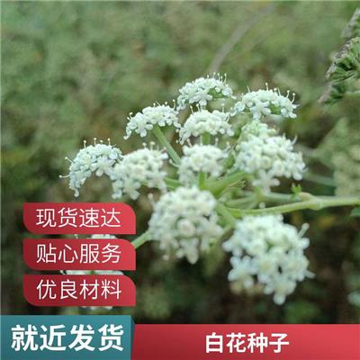 白花前胡种子高产种植技术 茶种茶树种油料籽 五方九如