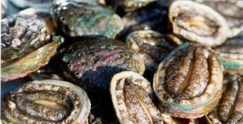 广州进口韩国冷冻鸡爪清关代理公司