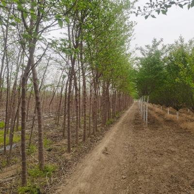 苗木基地直销3-15公分构树 园林绿化苗木 规格齐全 量大从优