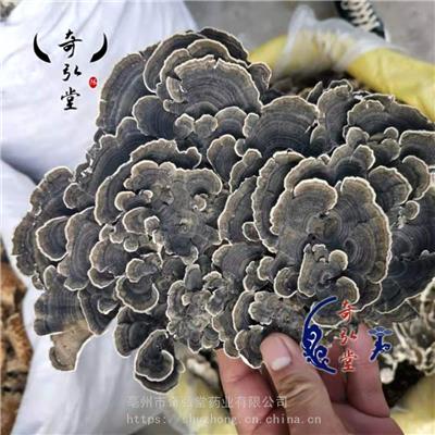 **云芝价格是多少