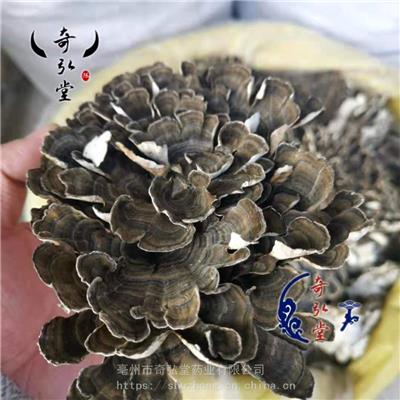 深圳**云芝哪里有卖的