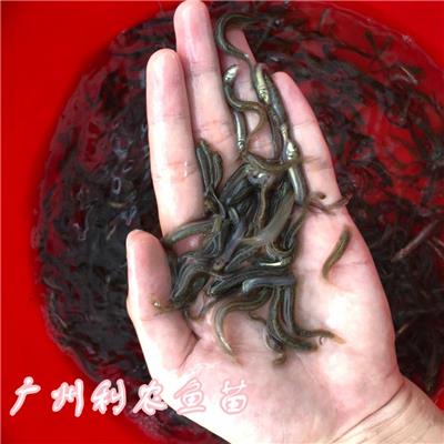 江西鹰潭泥鳅鱼苗批发江西萍乡闽台泥鳅苗出售