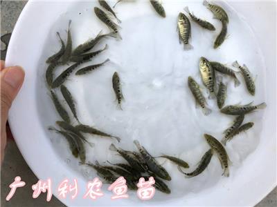 江西宜春珍珠花斑鱼苗批发江西九江淡水石斑鱼苗出售