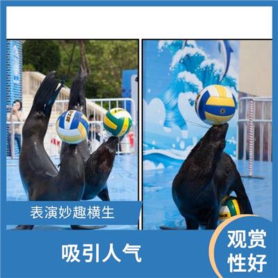 南京海狮表演出租 才艺丰富 趣味性十足