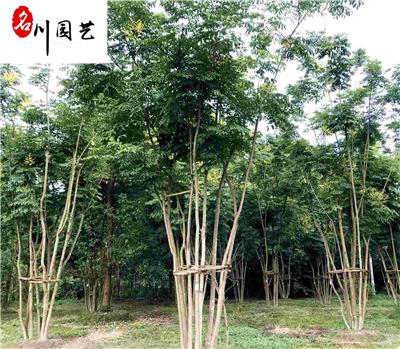 栾树 成都栾树基地批批发 成都栾树熟货供应 绿化乔木苗圃直销价