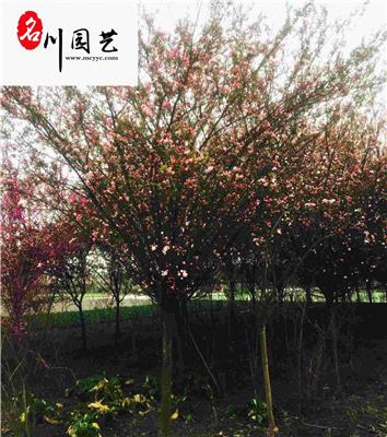 垂丝海棠 成都垂丝海棠基地 成都垂丝现货直销 四川垂丝海棠苗圃供应