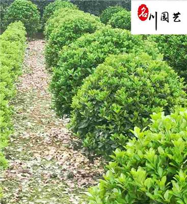 成都大叶黄杨球基地批发 成都万年青大叶黄杨球苗圃现货直销