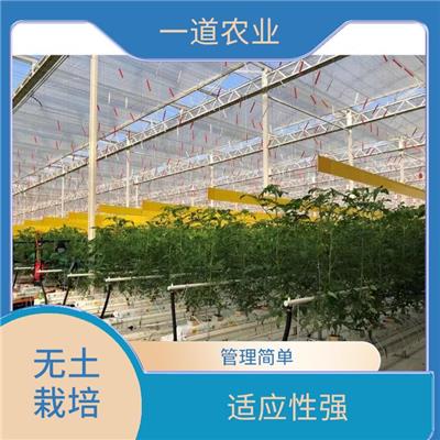 无土栽培种植大棚 哈尔滨无土栽培施工 应用广泛