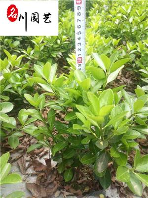 成都黄杨条子批发 成都大叶黄杨地苗杯苗基地直销