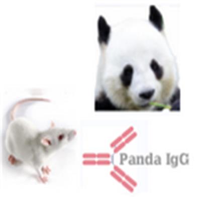 HRP-山羊抗小鼠IgA 兔抗生物素