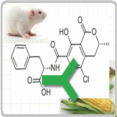兔抗牛血清白蛋白 HRP-山羊抗小鼠IgG H+L