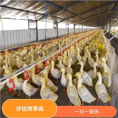 南宁市鸡仔评估 一对一服务 评估业务范围广