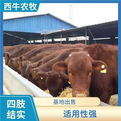 亳州利木赞牛养殖 基地出售 利木赞牛基地