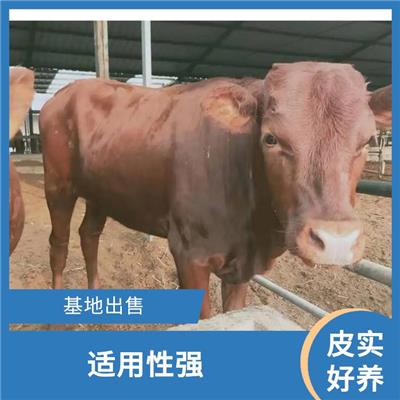淄博利木赞牛批发 养殖技术指导