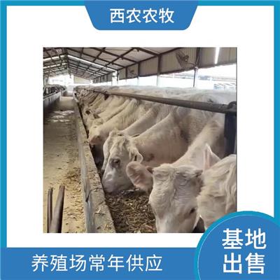 乌鲁木齐夏洛莱牛养殖基地 体型健状