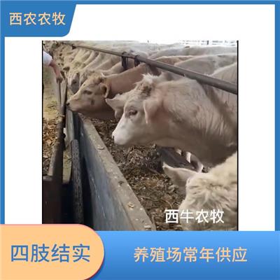 陇南夏洛莱牛犊养殖基地 夏洛莱牛养殖 数量充足