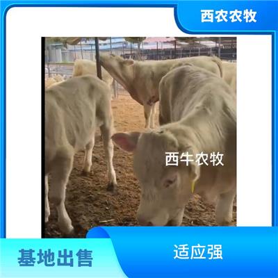 安庆夏洛莱牛犊养殖基地 基地现货直供 夏洛莱牛价格
