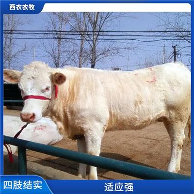 忻州夏洛莱牛批发 公母均有
