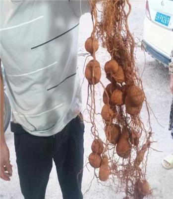 金果榄