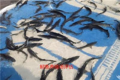 鲟鱼养殖场价格评估及鲟鱼损失价值评估