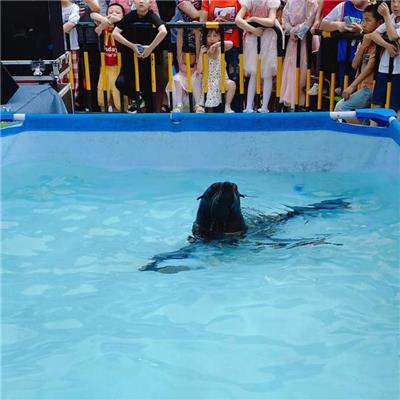 水魔方团队 室内海狮表演出租 公园水族馆租赁 观赏性好 种类多 品种全