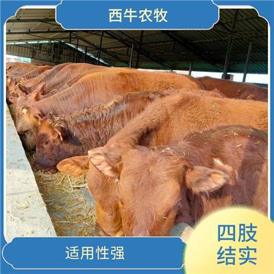 天门利木赞牛价格 利木赞牛价格