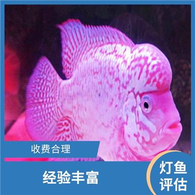 汕头市灯鱼评估 经验丰富 评估业务范围广