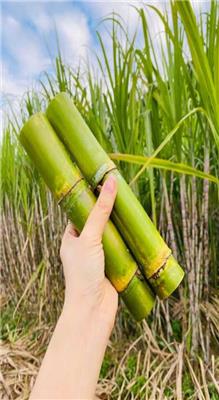 高山甘蔗供应