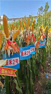 保山农资网种子销售代理