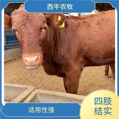 德州利木赞牛批发 肌肉均匀 利木赞牛犊养殖场