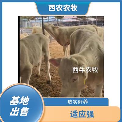 抚州夏洛莱牛养殖基地 公母均有 夏洛莱牛犊养殖场