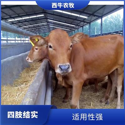 株洲利木赞牛犊批发 自由挑选 利木赞牛殖厂