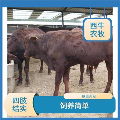 湖南利木赞牛养殖 存栏率高 利木赞牛犊养殖基地