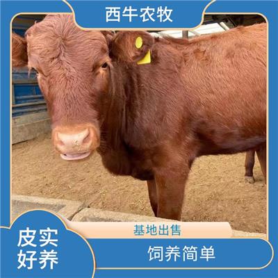 江苏利木赞牛价格 利木赞牛犊批发