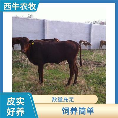 十堰利木赞牛价格 适用性强 利木赞牛批发