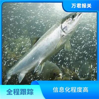 深圳黄姑鱼进口清关咨询 更及时更便捷 节约申报时间