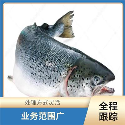 广州马鲛鱼进口清关咨询 省时省心省力 无隐形消费