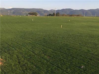 成都结缕草草坪基地 欢迎来电 成都悠时光园艺种植供应