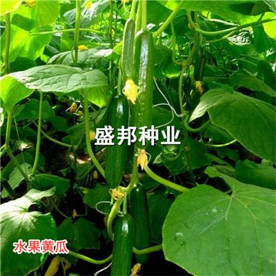 供应无刺水果黄瓜种子种苗 大刺溜旱黄瓜苗 小黄瓜苗