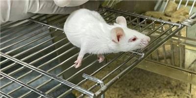 上海哪里有动物模型培养 动物模型 上海研录生物医药供应