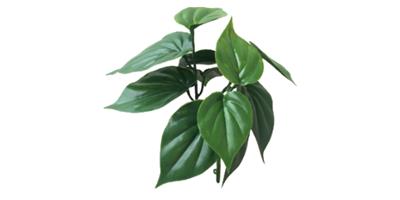台州抗紫外塑料绿植现货 服务至上 浙江明筑新材料股份供应