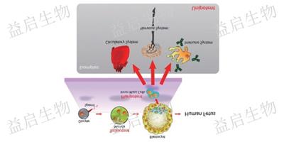 宝山区细胞培养咨询问价 服务为先 上海益启供