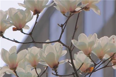 芬兰本科国际班靠谱吗 苏州绘梦空间网络科技供应