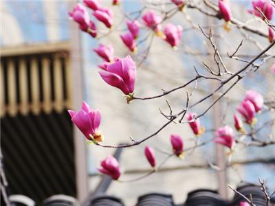 芬兰公立国际班好不好 苏州绘梦空间网络科技供应