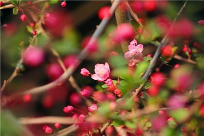 3+1国际班出国留学 苏州绘梦空间网络科技供应